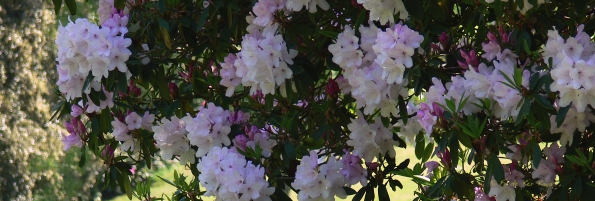 Bois des Moutiers (288) Mai 2012